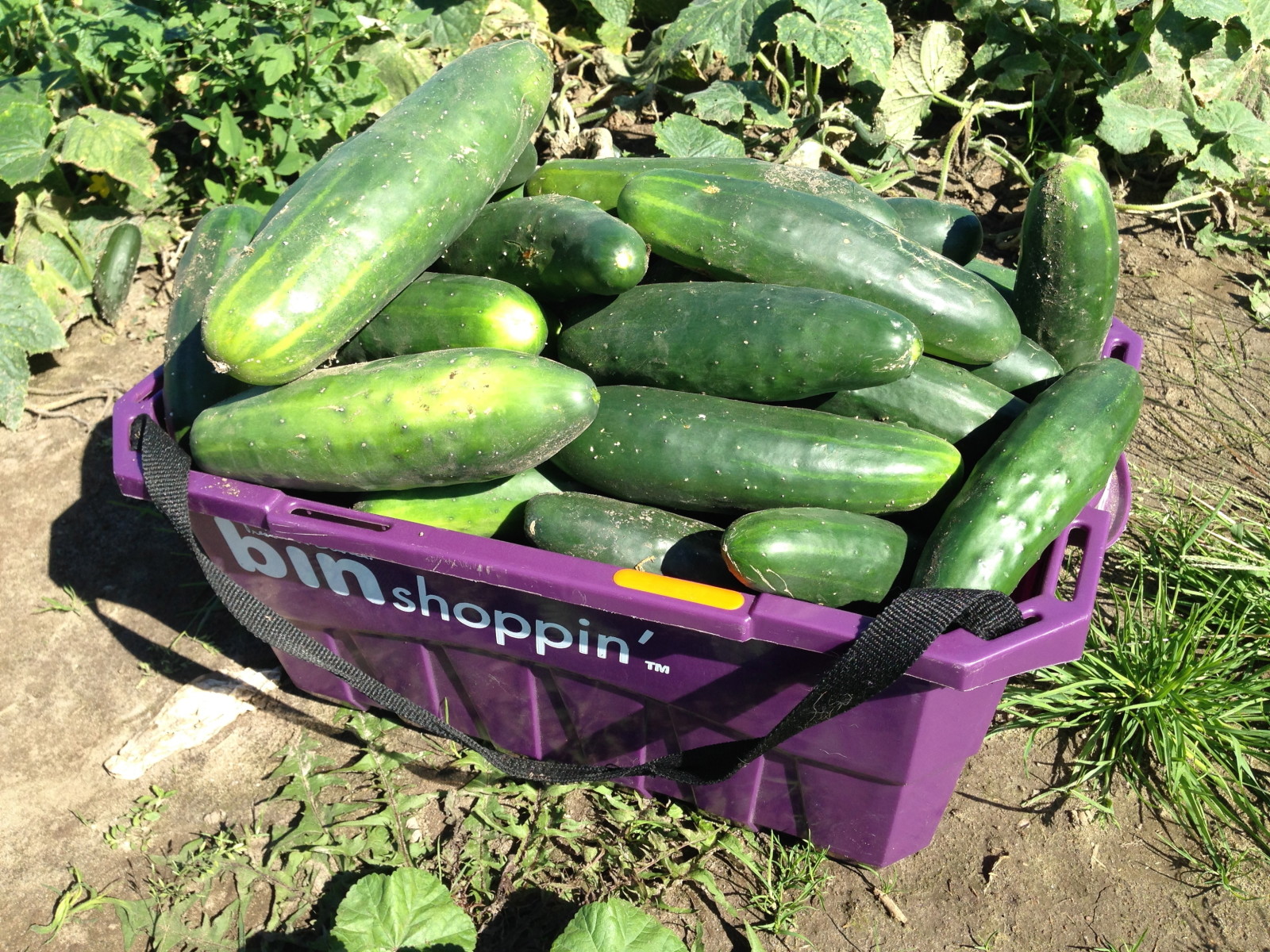 Overflowing with cucumbers